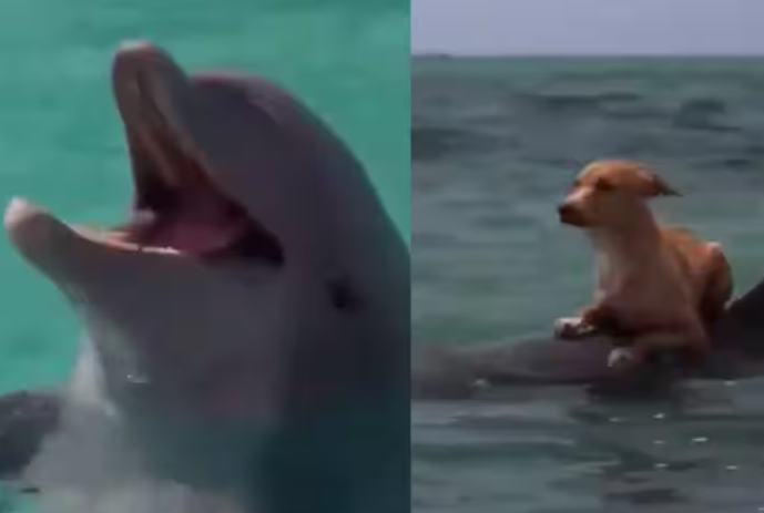 Trending Video: Dog Rides Dolphin’s Back in Ocean, Video Goes Viral