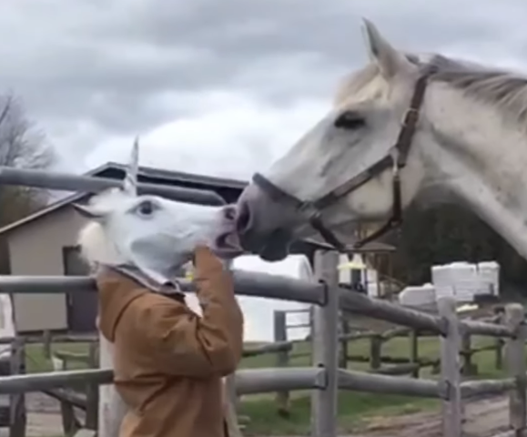 Girl’s Video: The Girl Went to a Real Horse Wearing a Mask, and What Happened Next Is Something You’ve Never Seen Before | Watch the Video